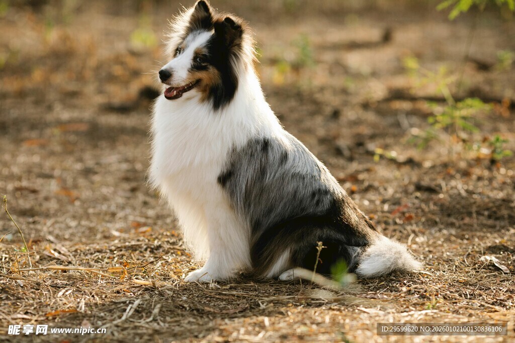 坐着的三色牧羊犬