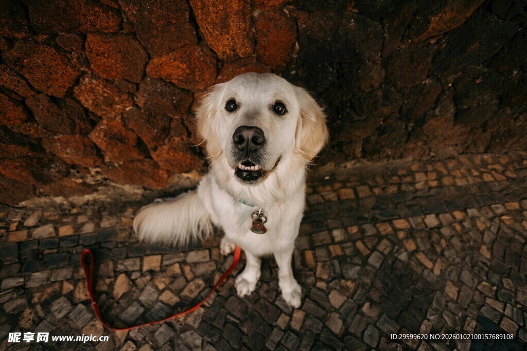 可爱金毛犬坐在石砌台阶上