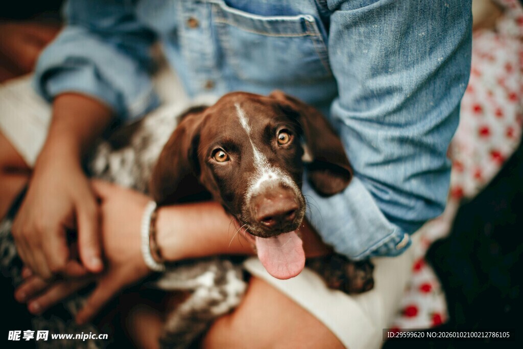 人与萌犬惬意相伴瞬间