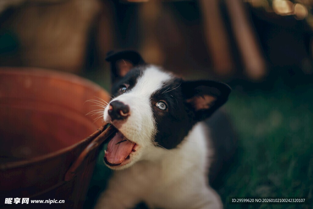 黑白小狗叼绳玩耍