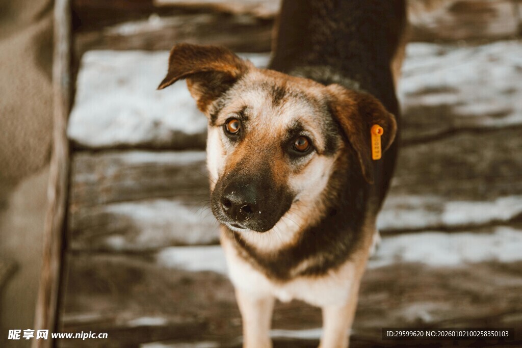 可爱狗狗抬头望镜头