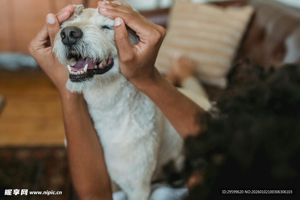 人与萌犬亲密互动瞬间