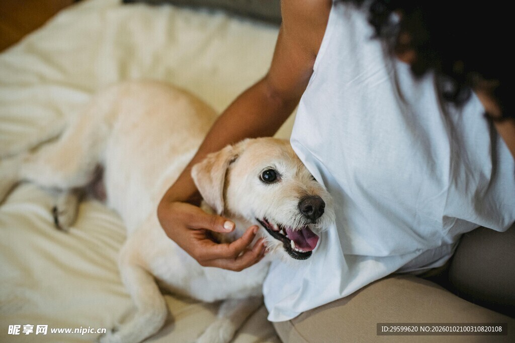 女子与可爱拉布拉多亲昵互动