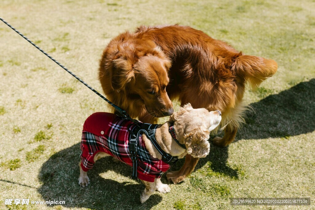 大狗轻嗅穿格子衣的小狗