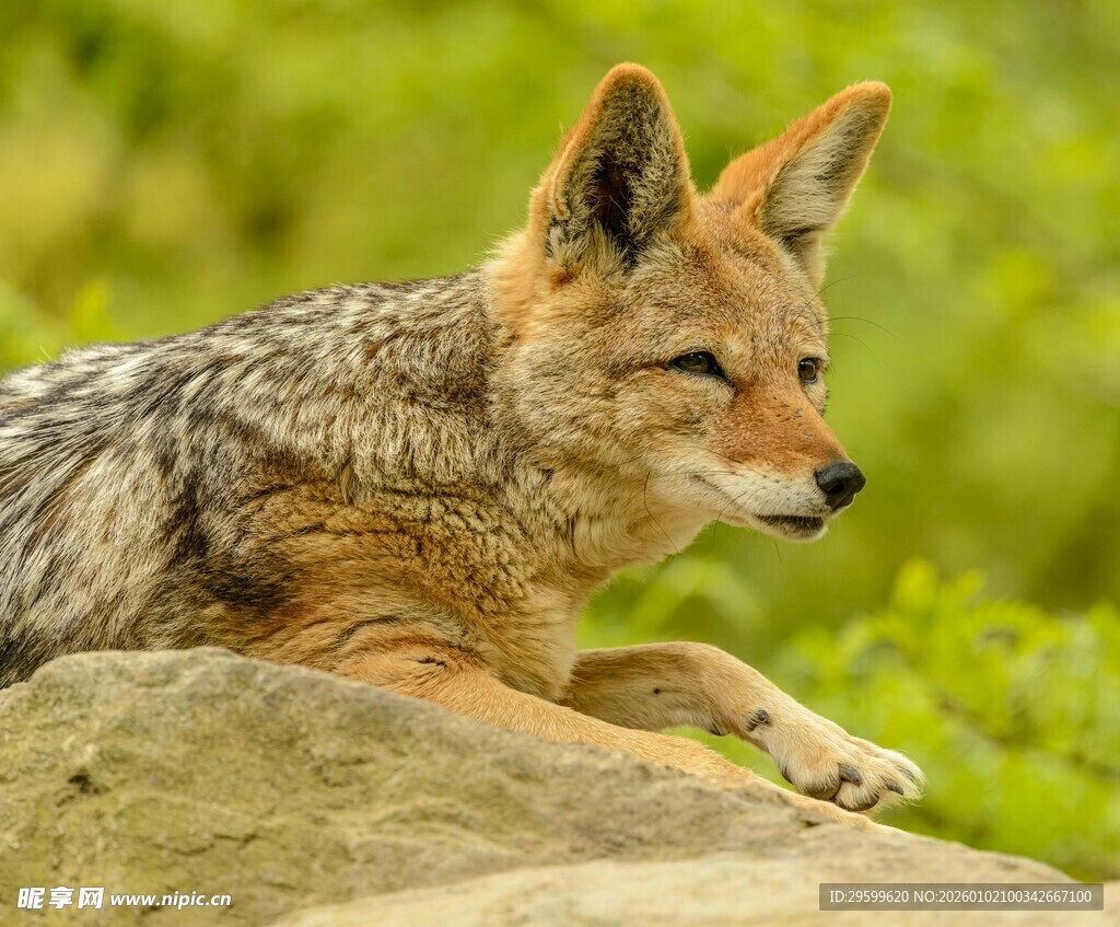 岩石上休憩的机敏胡狼