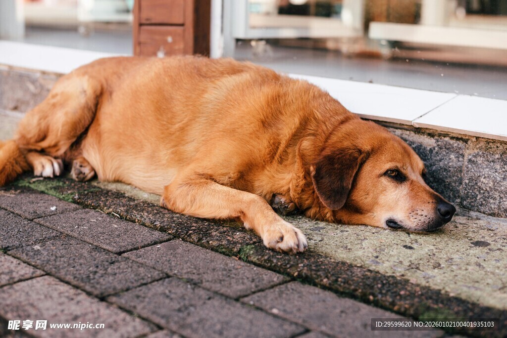 路边休憩的棕色大狗