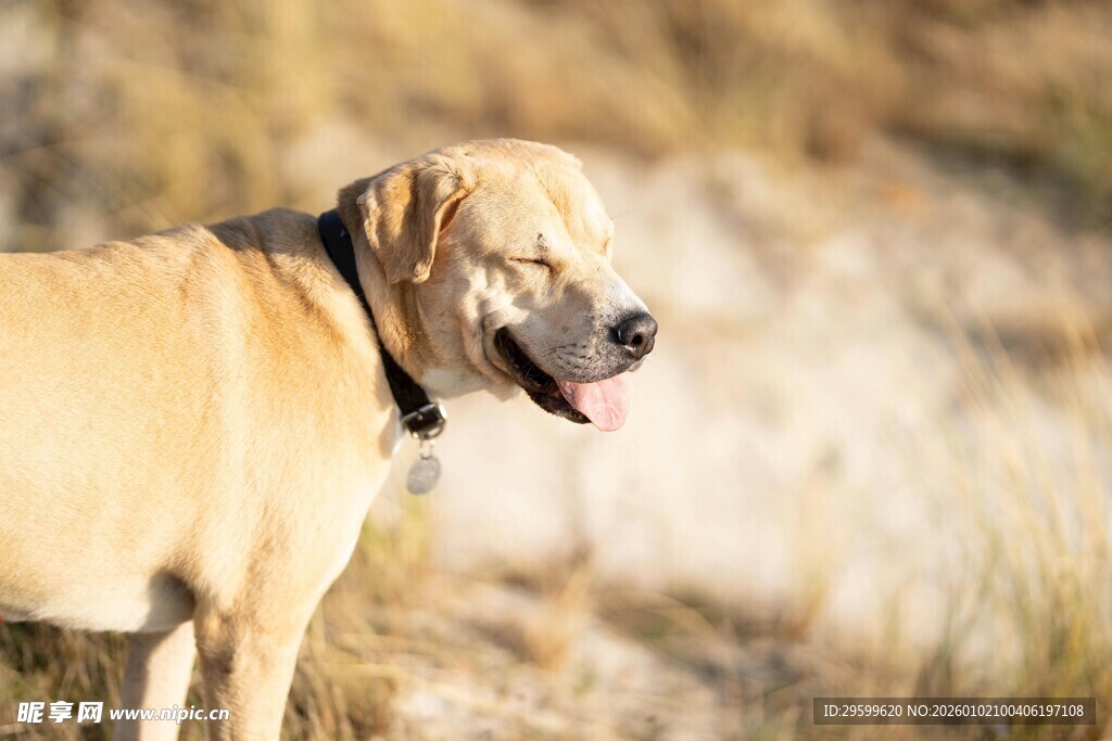 户外站立的可爱黄色大狗