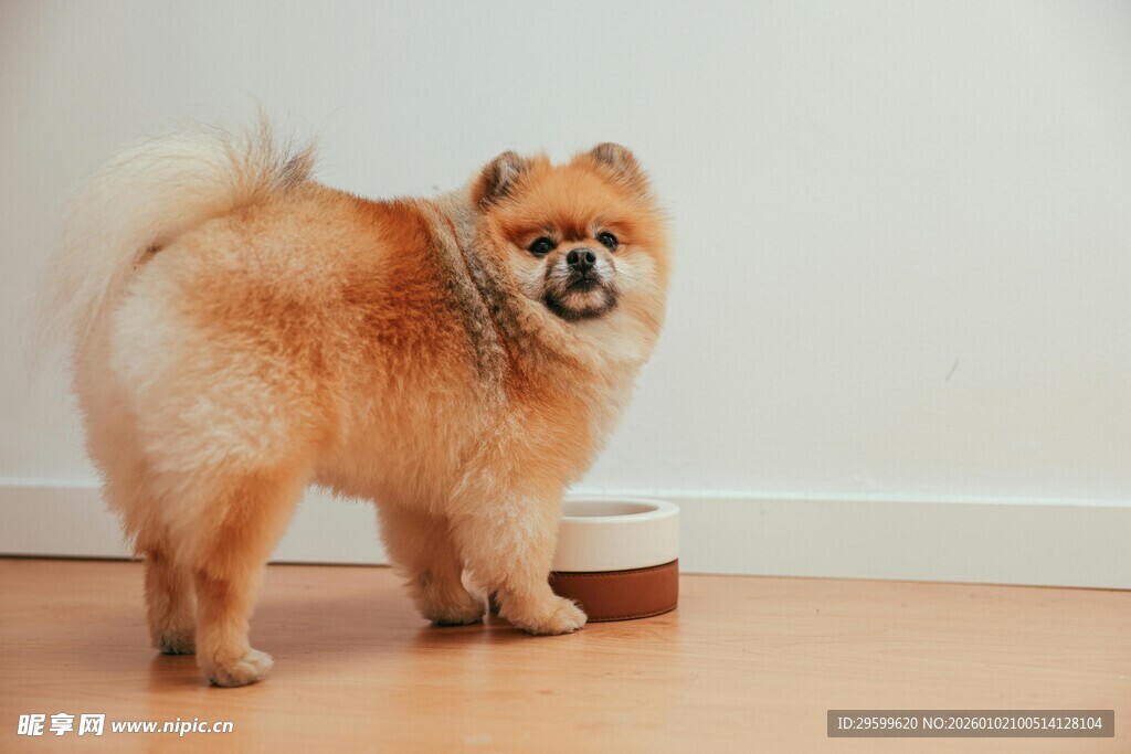 可爱松狮犬站立在木地板上