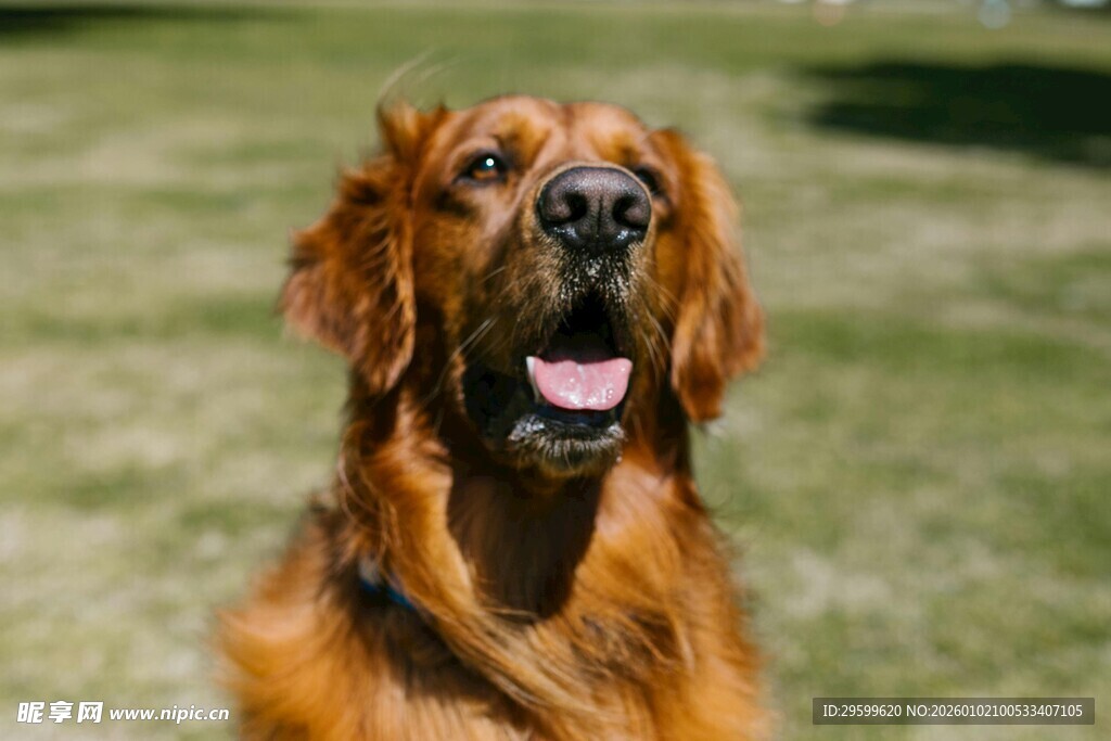 阳光下的金毛犬