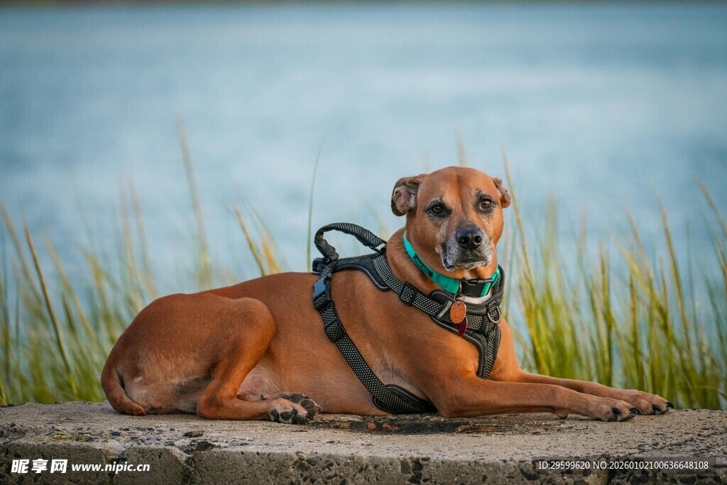 棕色狗狗惬意趴坐