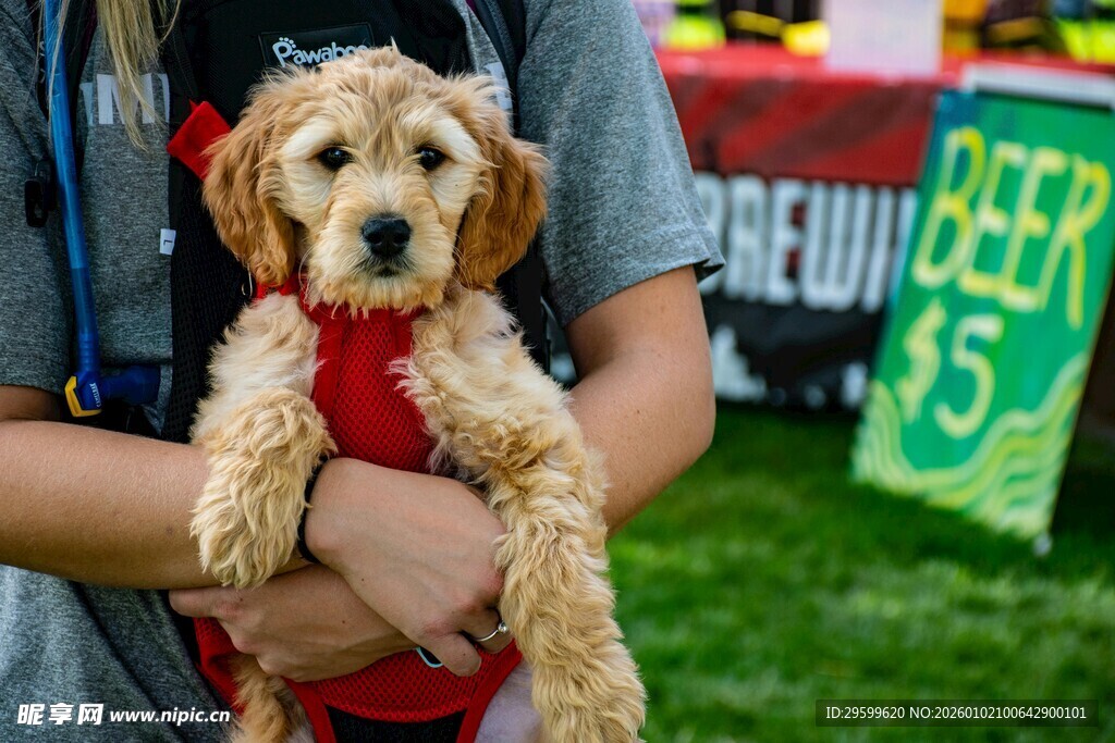 怀抱中的可爱小狗