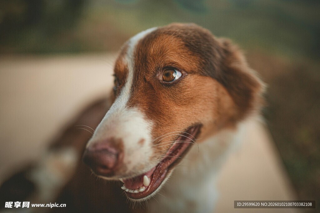 可爱棕白相间狗狗咧嘴笑