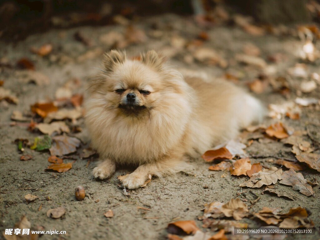 博美犬在落叶中惬意休憩