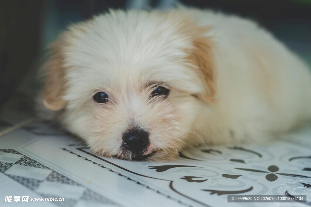 可爱小狗趴地卖萌