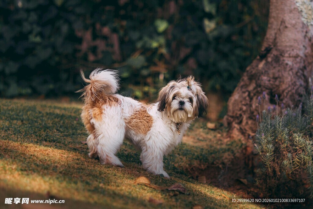 两只可爱小狗漫步草地