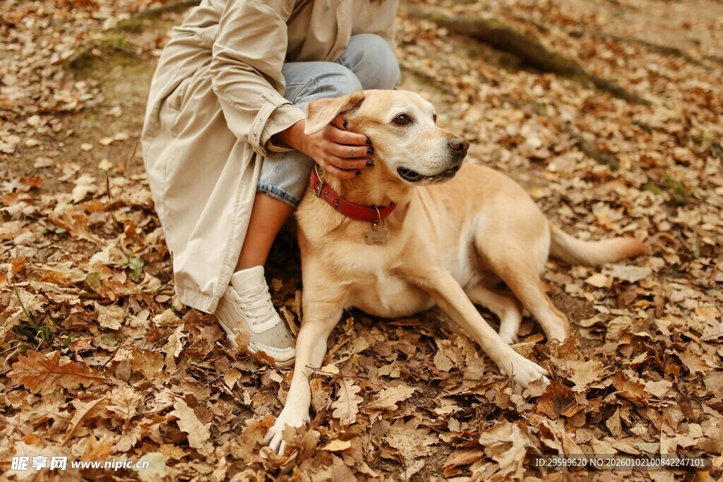 人与狗在落叶中的温馨时刻