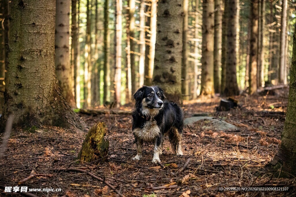 林间漫步的黑白狗狗