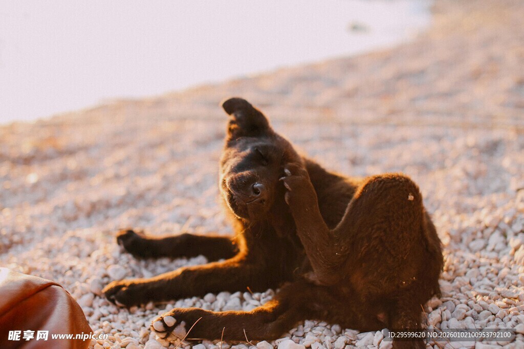 沙滩上的可爱小狗