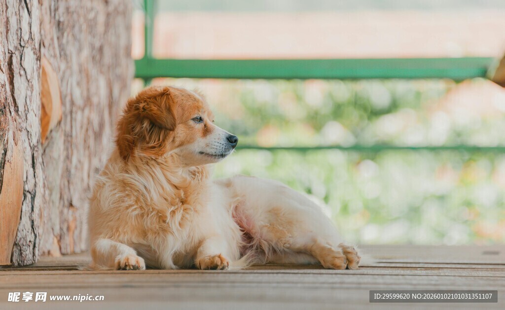 趴在木台旁的可爱小狗