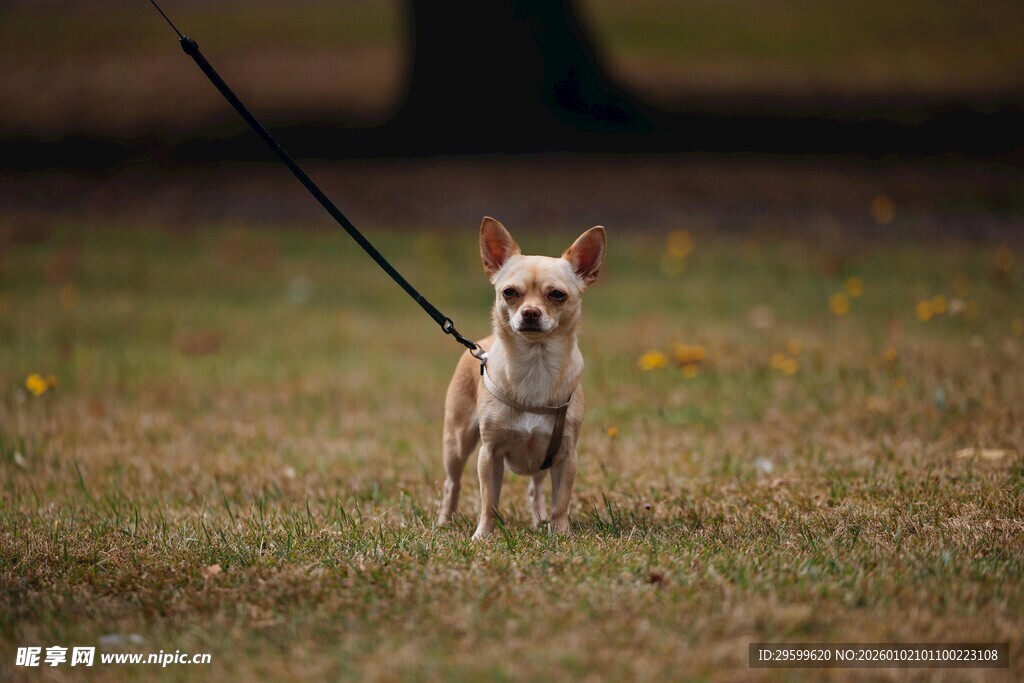 拴绳站立的可爱小狗狗
