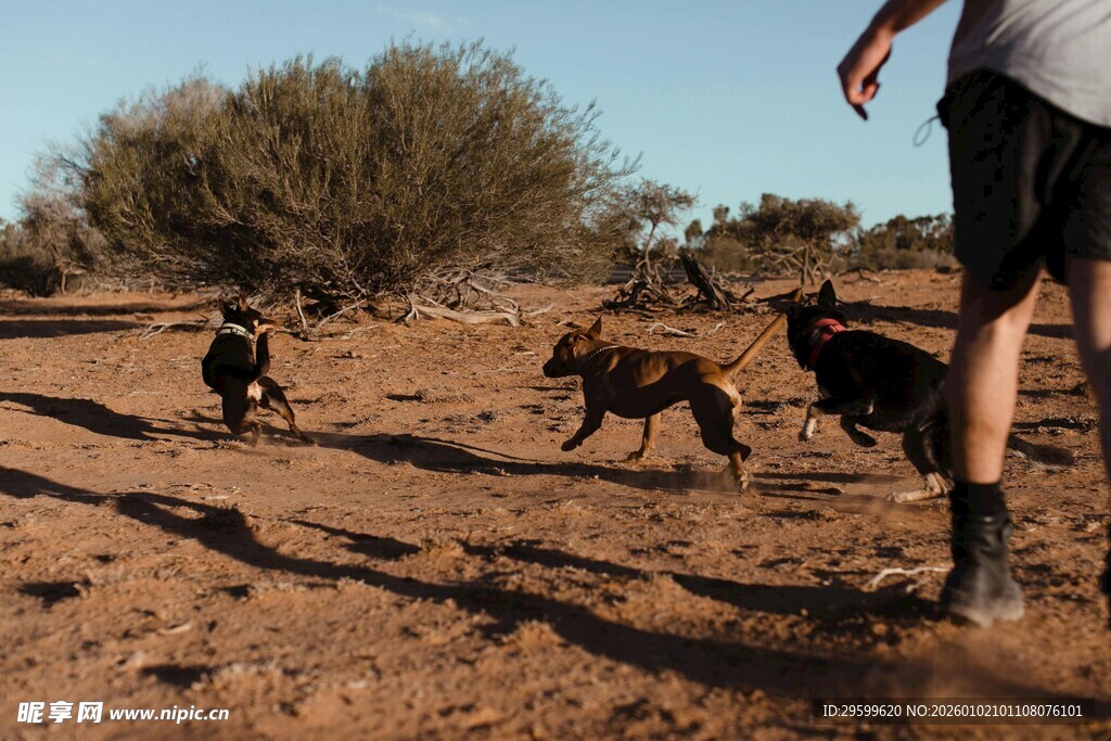 人在荒野与狗同行