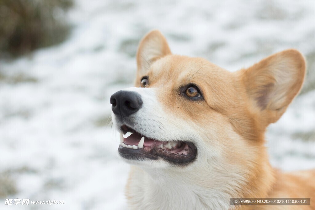 雪地里的微笑柯基犬