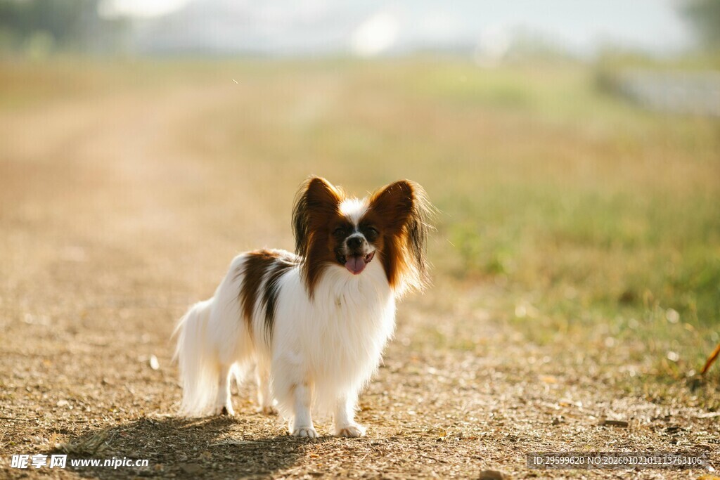 可爱蝴蝶犬站在乡间小路上