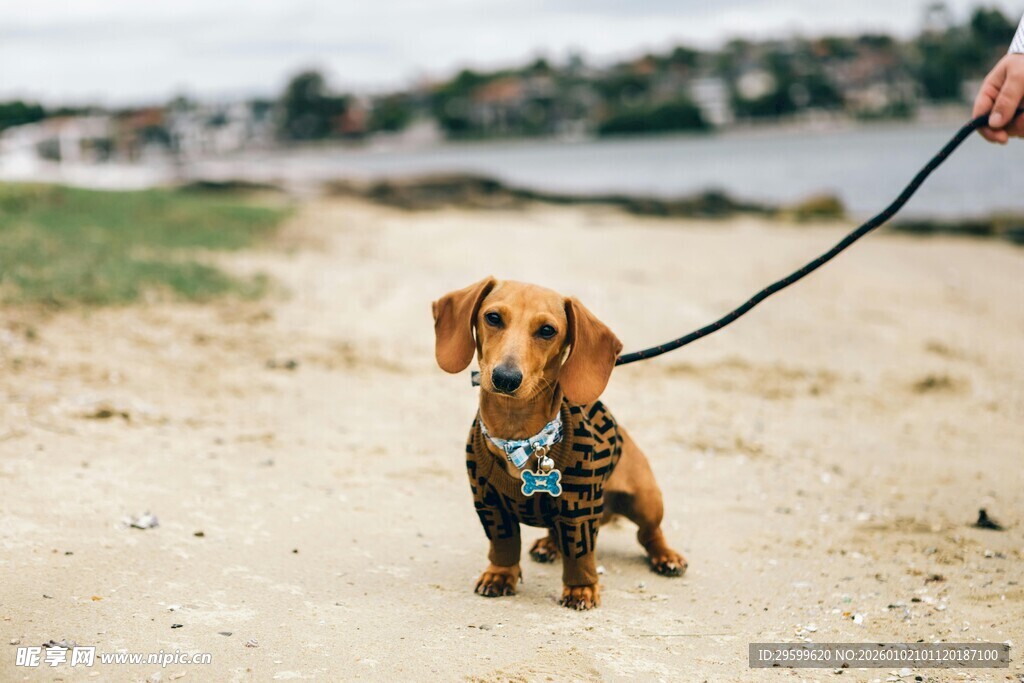 沙滩上被牵着的可爱腊肠犬