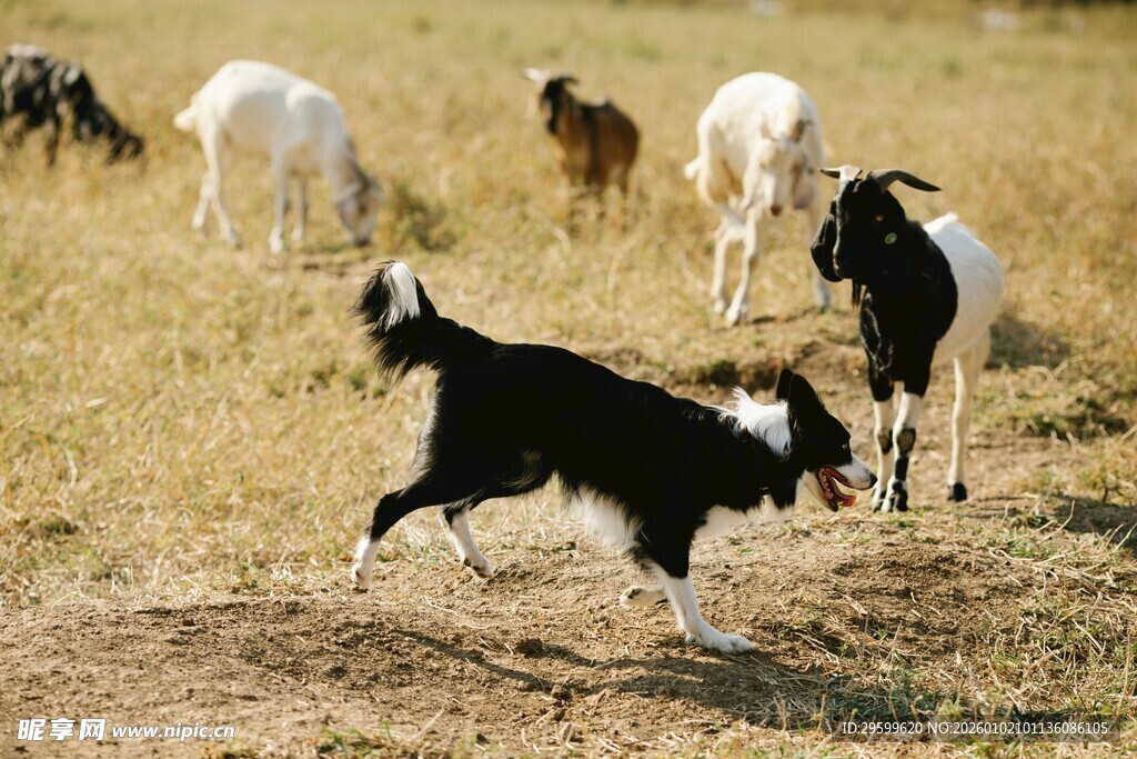 牧羊犬放牧多只羊
