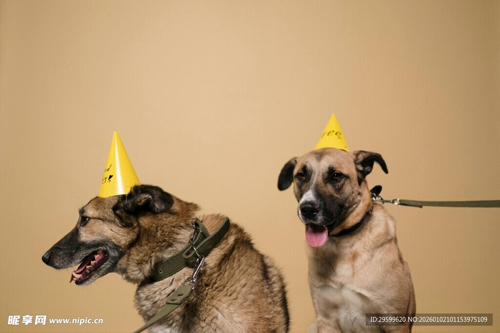 戴帽萌犬欢乐瞬间