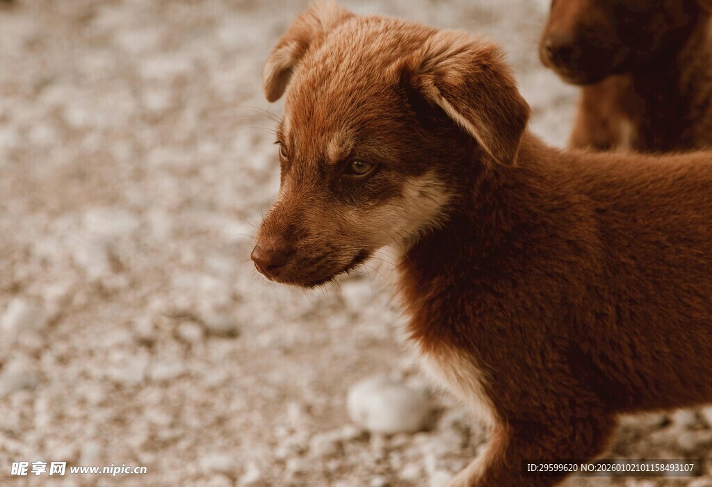 可爱棕色小狗在碎石地