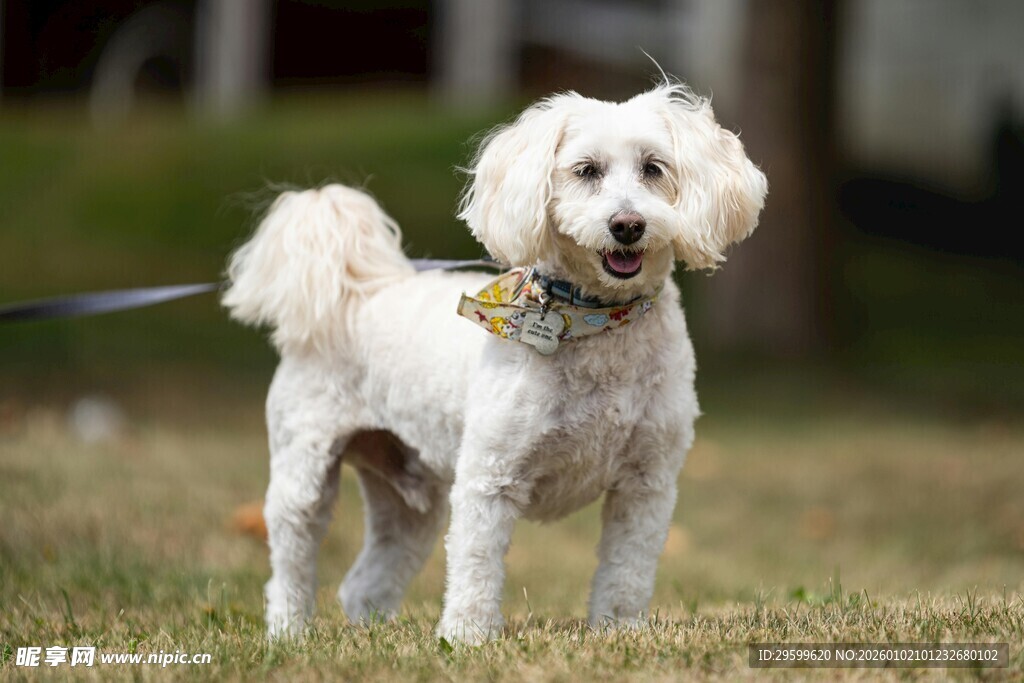 可爱白狗草地玩耍