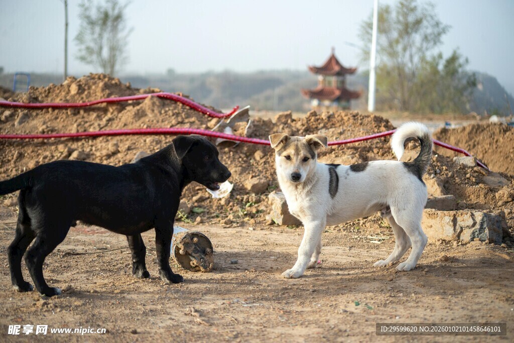 田野中的几只可爱狗狗