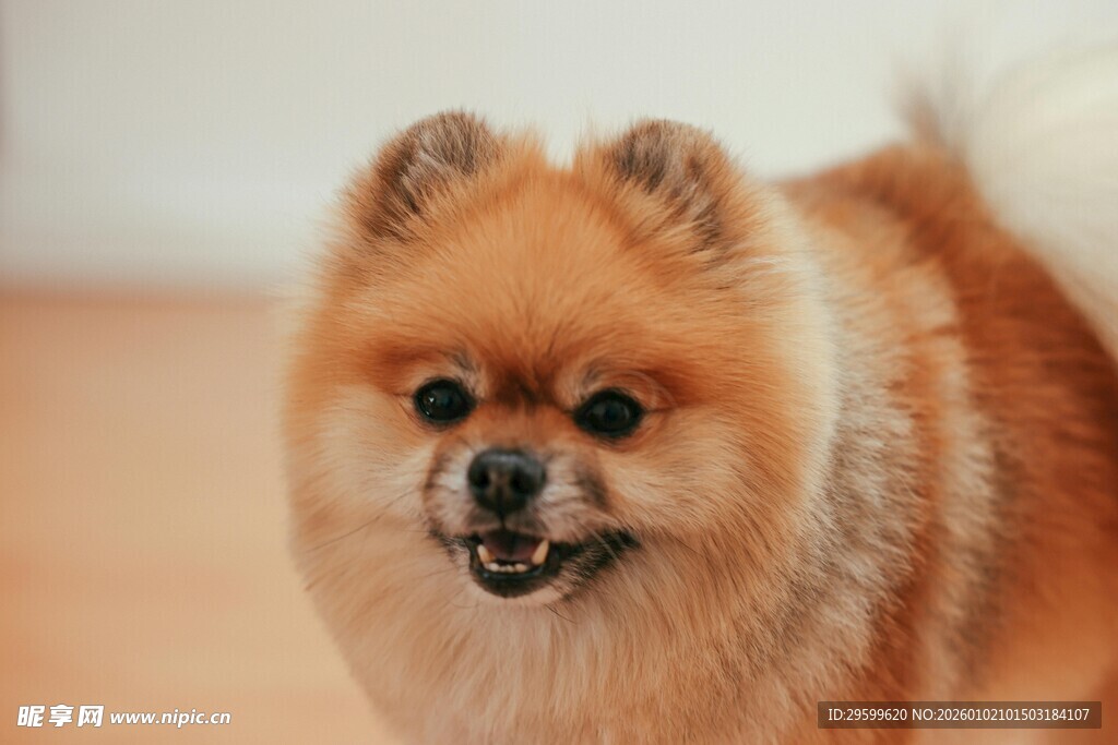 可爱博美犬咧嘴微笑