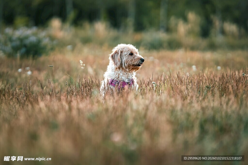 田野中的可爱金毛犬