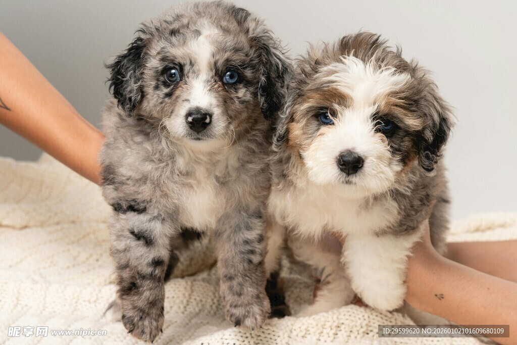 可爱双小狗依偎在人腿边