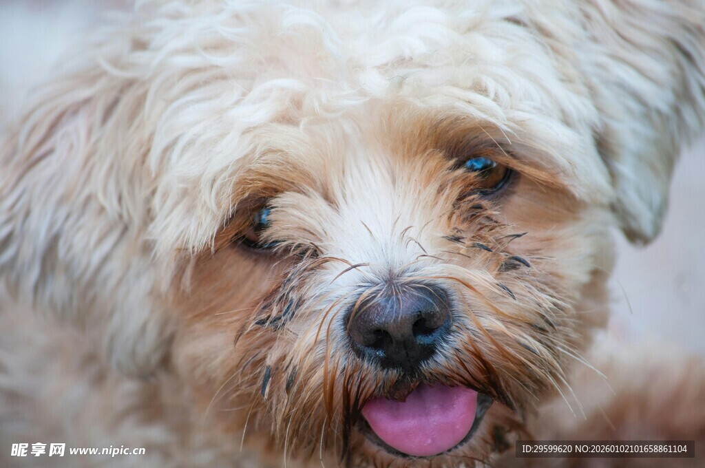 可爱小狗吐舌卖萌