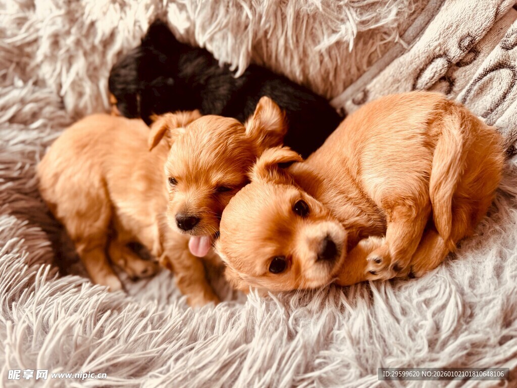 可爱小狗依偎在毛绒毯上