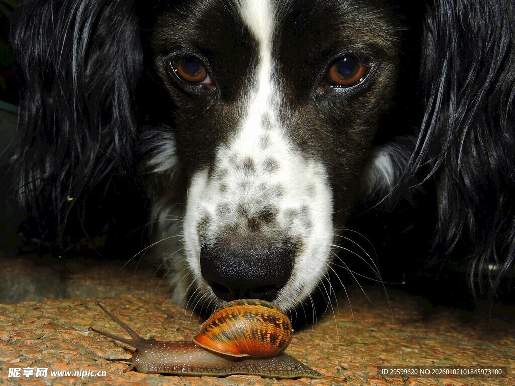 狗狗好奇嗅闻地上的蜗牛