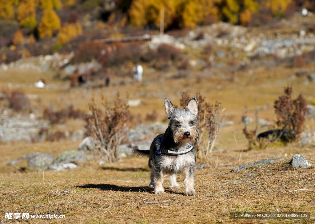 草原上的帅气哈士奇