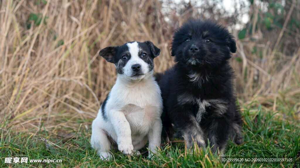 两只萌犬坐于草地