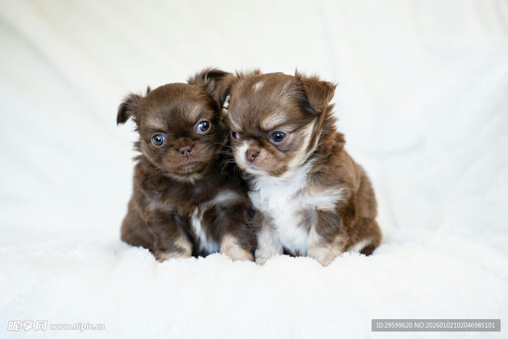 两只可爱吉娃娃依偎在一起