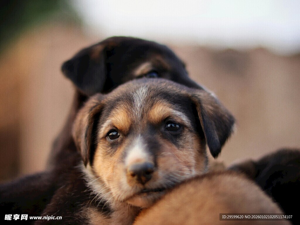 依偎的可爱幼犬