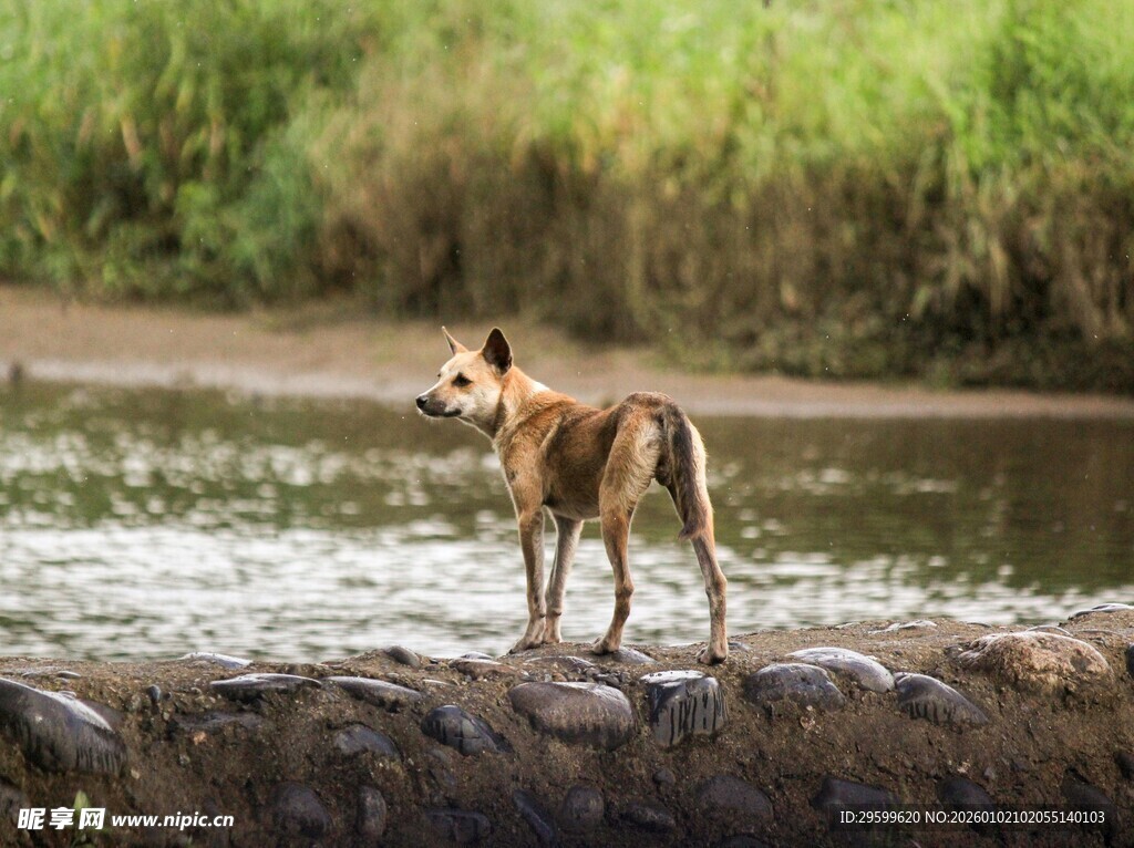 河边站立的狗