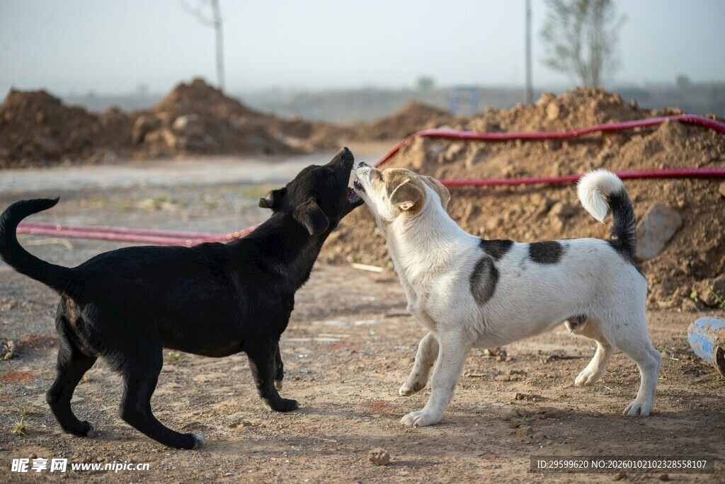 两只猫咪互动玩耍瞬间