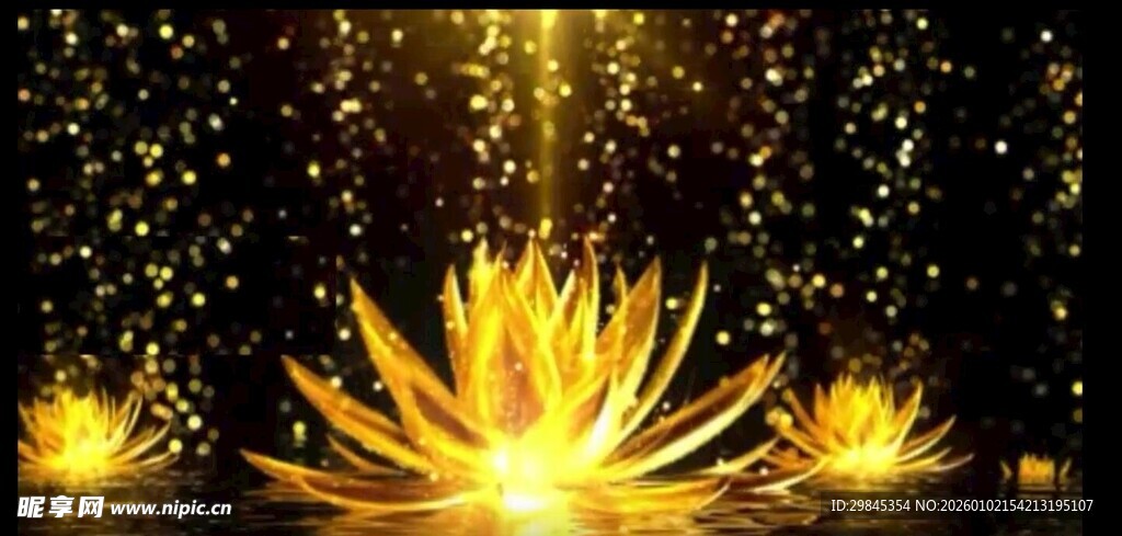 金色莲花特效闪耀画面