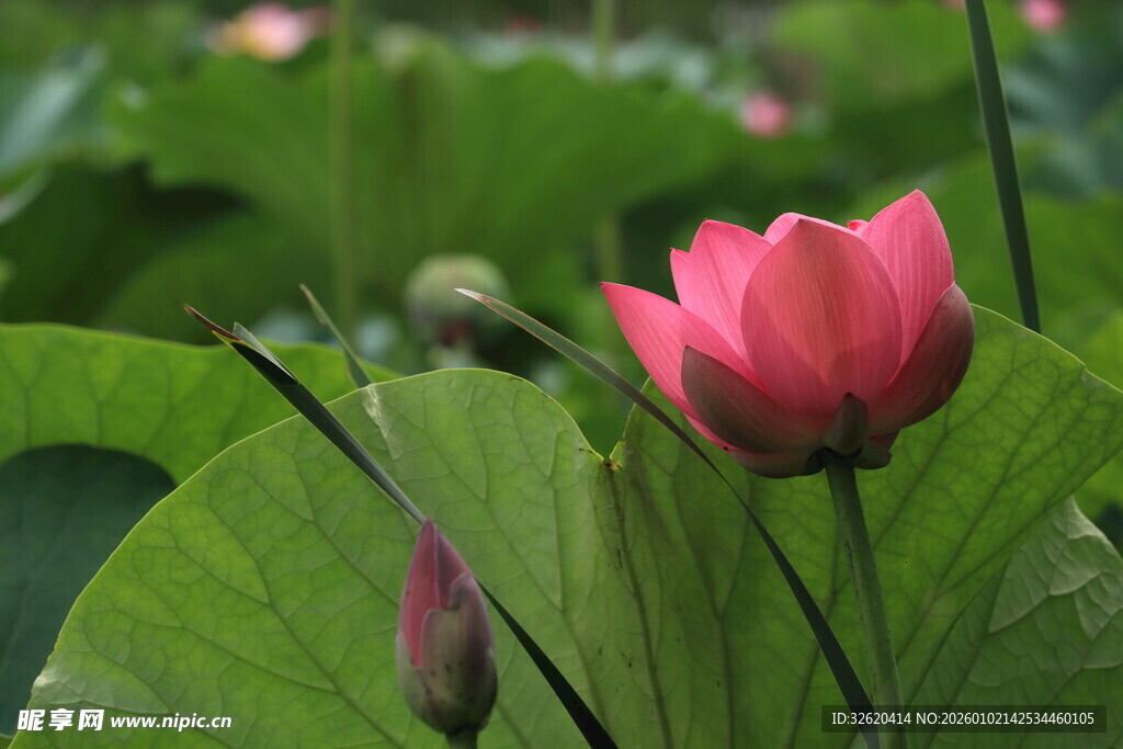 娇艳荷花绽于绿叶间