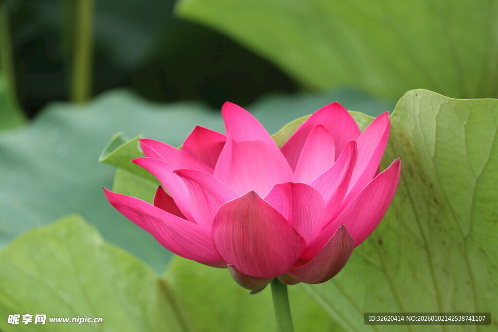 娇艳绽放的粉红色荷花