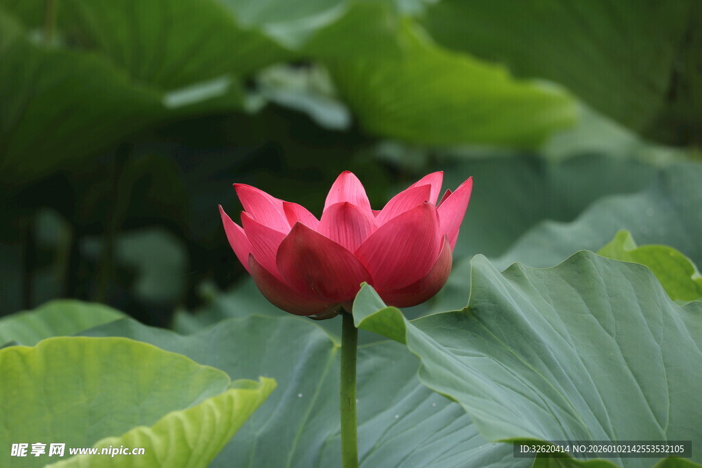 娇艳红荷绽放于绿叶间