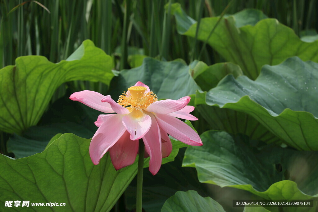 娇艳荷花绽放于绿叶间